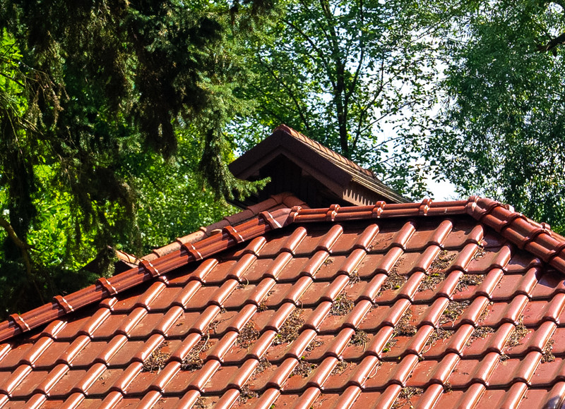 Lišajníky, machy a riasy - skrytá hrozba pre škridle v jesennom a zimnom období